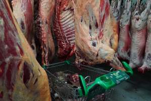 Carcasses in slaughterhouse chiller room - Trolley full of sheep heads. Gretna Quality Meats, Tasmania - Captured at Gretna Meatworks, Rosegarland TAS Australia.