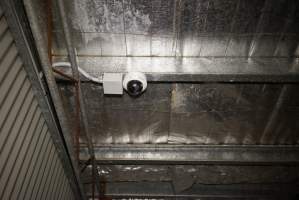 Security surveillance camera watching over holding pens and race - Race, killing and processing area for sheep and bobby calves - Captured at Tasmanian Quality Meats Abattoir, Cressy TAS Australia.