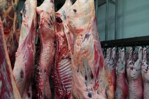 Carcasses in slaughterhouse chiller room - Gretna Quality Meats, Tasmania - Captured at Gretna Meatworks, Rosegarland TAS Australia.