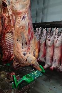 Carcasses in slaughterhouse chiller room - Trolley full of sheep heads. Gretna Quality Meats, Tasmania - Captured at Gretna Meatworks, Rosegarland TAS Australia.