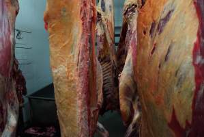 Carcasses in slaughterhouse chiller room - Gretna Quality Meats, Tasmania - Captured at Gretna Meatworks, Rosegarland TAS Australia.