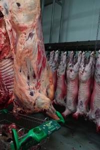 Carcasses in slaughterhouse chiller room - Gretna Quality Meats, Tasmania - Captured at Gretna Meatworks, Rosegarland TAS Australia.