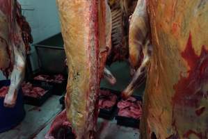 Carcasses in slaughterhouse chiller room - Gretna Quality Meats, Tasmania - Captured at Gretna Meatworks, Rosegarland TAS Australia.