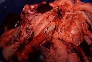 Bucket of offal, jaw, body parts in slaughterhouse chiller room - Gretna Quality Meats, Tasmania - Captured at Gretna Meatworks, Rosegarland TAS Australia.