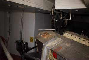 Killing table at end of V Restrainer - Race, killing and processing area for sheep and bobby calves - Captured at Tasmanian Quality Meats Abattoir, Cressy TAS Australia.