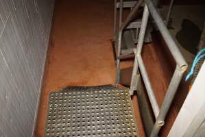 Steps from holding pens into kill room - Race, killing and processing area for sheep and bobby calves - Captured at Tasmanian Quality Meats Abattoir, Cressy TAS Australia.