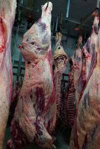 Carcasses in slaughterhouse chiller room - Gretna Quality Meats, Tasmania - Captured at Gretna Meatworks, Rosegarland TAS Australia.