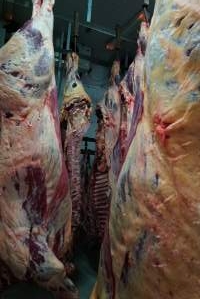 Carcasses in slaughterhouse chiller room - Gretna Quality Meats, Tasmania - Captured at Gretna Meatworks, Rosegarland TAS Australia.