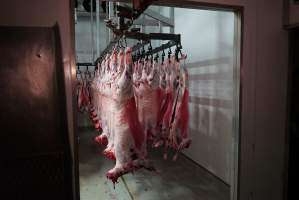 Carcasses in slaughterhouse chiller room - Gretna Quality Meats, Tasmania - Captured at Gretna Meatworks, Rosegarland TAS Australia.