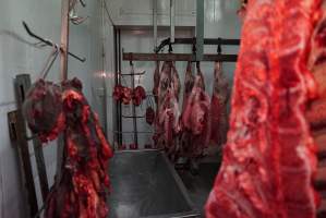 Carcasses in slaughterhouse chiller room - Gretna Quality Meats, Tasmania - Captured at Gretna Meatworks, Rosegarland TAS Australia.