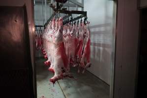 Carcasses in slaughterhouse chiller room - Gretna Quality Meats, Tasmania - Captured at Gretna Meatworks, Rosegarland TAS Australia.