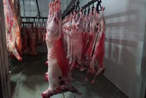 Carcasses in slaughterhouse chiller room - Gretna Quality Meats, Tasmania - Captured at Gretna Meatworks, Rosegarland TAS Australia.