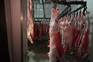 Carcasses in slaughterhouse chiller room - Gretna Quality Meats, Tasmania - Captured at Gretna Meatworks, Rosegarland TAS Australia.