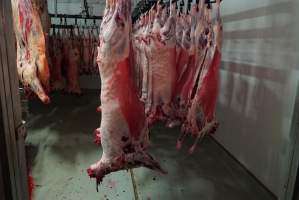 Carcasses in slaughterhouse chiller room - Gretna Quality Meats, Tasmania - Captured at Gretna Meatworks, Rosegarland TAS Australia.