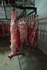 Carcasses in slaughterhouse chiller room - Gretna Quality Meats, Tasmania - Captured at Gretna Meatworks, Rosegarland TAS Australia.