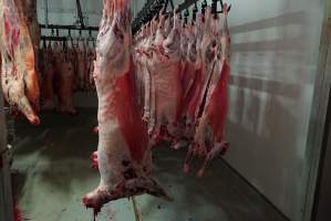 Carcasses in slaughterhouse chiller room - Gretna Quality Meats, Tasmania - Captured at Gretna Meatworks, Rosegarland TAS Australia.