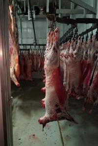 Carcasses in slaughterhouse chiller room - Gretna Quality Meats, Tasmania - Captured at Gretna Meatworks, Rosegarland TAS Australia.