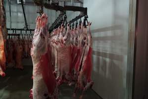 Carcasses in slaughterhouse chiller room - Gretna Quality Meats, Tasmania - Captured at Gretna Meatworks, Rosegarland TAS Australia.