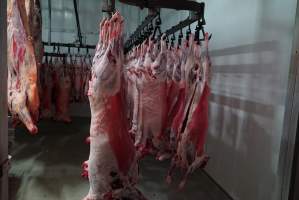 Carcasses in slaughterhouse chiller room - Gretna Quality Meats, Tasmania - Captured at Gretna Meatworks, Rosegarland TAS Australia.