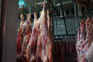 Carcasses in slaughterhouse chiller room - Gretna Quality Meats, Tasmania - Captured at Gretna Meatworks, Rosegarland TAS Australia.