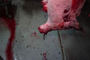 Carcasses in slaughterhouse chiller room - Gretna Quality Meats, Tasmania - Captured at Gretna Meatworks, Rosegarland TAS Australia.