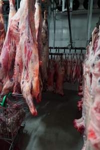 Carcasses in slaughterhouse chiller room - Gretna Quality Meats, Tasmania - Captured at Gretna Meatworks, Rosegarland TAS Australia.