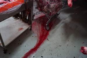 Blood on floor in slaughterhouse chiller room - Gretna Quality Meats, Tasmania - Captured at Gretna Meatworks, Rosegarland TAS Australia.
