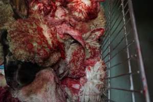 Trolley full of sheep heads in slaughterhouse chiller room - Gretna Quality Meats, Tasmania - Captured at Gretna Meatworks, Rosegarland TAS Australia.