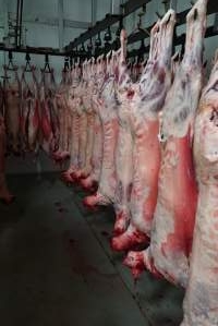 Carcasses in slaughterhouse chiller room - Gretna Quality Meats, Tasmania - Captured at Gretna Meatworks, Rosegarland TAS Australia.