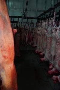 Carcasses in slaughterhouse chiller room - Gretna Quality Meats, Tasmania - Captured at Gretna Meatworks, Rosegarland TAS Australia.