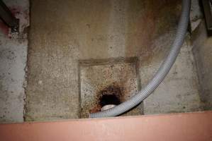 Drain for blood in kill room - Race, killing and processing area for sheep and bobby calves - Captured at Tasmanian Quality Meats Abattoir, Cressy TAS Australia.