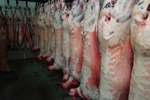 Carcasses in slaughterhouse chiller room - Gretna Quality Meats, Tasmania - Captured at Gretna Meatworks, Rosegarland TAS Australia.