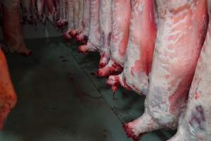 Carcasses in slaughterhouse chiller room - Gretna Quality Meats, Tasmania - Captured at Gretna Meatworks, Rosegarland TAS Australia.