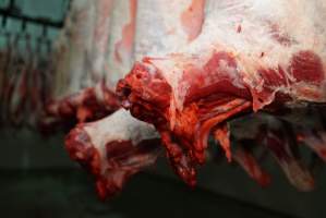 Carcasses in slaughterhouse chiller room - Gretna Quality Meats, Tasmania - Captured at Gretna Meatworks, Rosegarland TAS Australia.