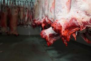 Carcasses in slaughterhouse chiller room - Gretna Quality Meats, Tasmania - Captured at Gretna Meatworks, Rosegarland TAS Australia.