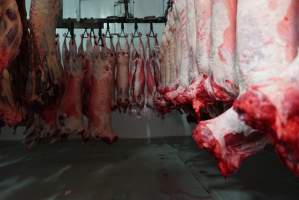 Carcasses in slaughterhouse chiller room - Gretna Quality Meats, Tasmania - Captured at Gretna Meatworks, Rosegarland TAS Australia.