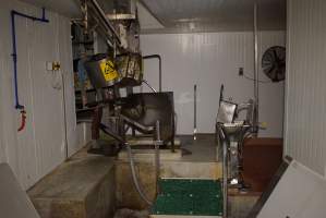 Killing table at end of V Restrainer - Race, killing and processing area for sheep and bobby calves - Captured at Tasmanian Quality Meats Abattoir, Cressy TAS Australia.