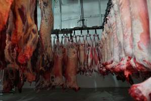 Carcasses in slaughterhouse chiller room - Gretna Quality Meats, Tasmania - Captured at Gretna Meatworks, Rosegarland TAS Australia.