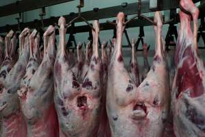 Carcasses in slaughterhouse chiller room - Gretna Quality Meats, Tasmania - Captured at Gretna Meatworks, Rosegarland TAS Australia.