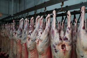 Carcasses in slaughterhouse chiller room - Gretna Quality Meats, Tasmania - Captured at Gretna Meatworks, Rosegarland TAS Australia.