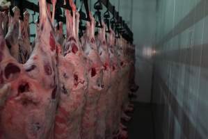 Carcasses in slaughterhouse chiller room - Gretna Quality Meats, Tasmania - Captured at Gretna Meatworks, Rosegarland TAS Australia.