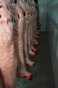 Carcasses in slaughterhouse chiller room - Gretna Quality Meats, Tasmania - Captured at Gretna Meatworks, Rosegarland TAS Australia.