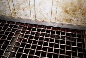 Congealed blood underneath kill pen - Gretna Quality Meats, Tasmania - Captured at Gretna Meatworks, Rosegarland TAS Australia.