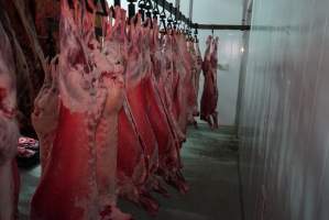 Carcasses in slaughterhouse chiller room - Gretna Quality Meats, Tasmania - Captured at Gretna Meatworks, Rosegarland TAS Australia.