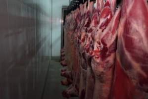 Carcasses in slaughterhouse chiller room - Gretna Quality Meats, Tasmania - Captured at Gretna Meatworks, Rosegarland TAS Australia.