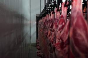 Carcasses in slaughterhouse chiller room - Gretna Quality Meats, Tasmania - Captured at Gretna Meatworks, Rosegarland TAS Australia.