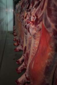 Carcasses in slaughterhouse chiller room - Gretna Quality Meats, Tasmania - Captured at Gretna Meatworks, Rosegarland TAS Australia.