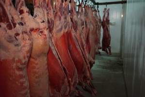 Carcasses in slaughterhouse chiller room - Gretna Quality Meats, Tasmania - Captured at Gretna Meatworks, Rosegarland TAS Australia.