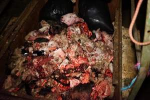 Truck trailer filled with body parts and heads - Gretna Quality Meats, Tasmania - Captured at Gretna Meatworks, Rosegarland TAS Australia.