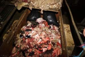 Truck trailer filled with body parts and heads - Gretna Quality Meats, Tasmania - Captured at Gretna Meatworks, Rosegarland TAS Australia.